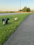 en go renrasig mops 