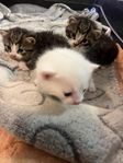 Manx kattungar