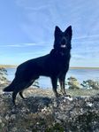 3 årig hanhund