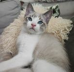 Ragdollmix