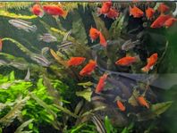 Coral Platy