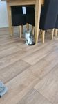 Kattunge 