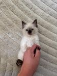 Ragdolls