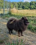 Tysk Spets Kleinspitz