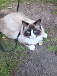katt