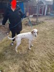 American foxhound valpar