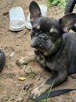 Fransk bulldog tik 1år