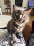Ragcoon 