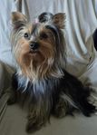 Yorksirterrier valpar 