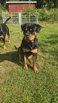 Rottweilerhane 9 månader 