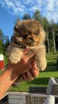 Pomeranian valp "Hane"