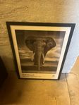 inramad affisch elefant fotografiska