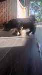 Bishon havanais chihuahua tik 11vec