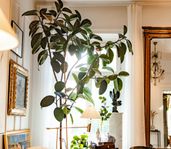 Stor Ficus Robusta, 3m hög