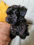 Cockerpoo