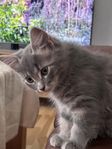 kattunge 