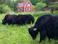 Jak(ar) till salu / Yaks for sale