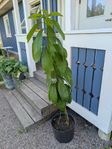 avokadoväxt