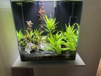 Komplett akvarium med fiskar och tillbehör
