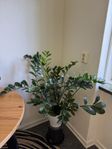 Blomma/Växt ZAMIAKALLA med kruka (ca. 90cm hög)
