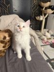 Underbara katt Ragdoll for salu