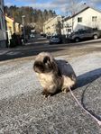 dvärgvädur kanin