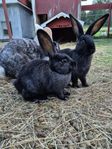 kanin belgisk jätte dvärgvädur