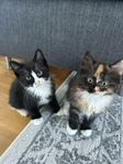Kattungar
