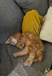 Sibirisk kattunge