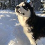 huskymix