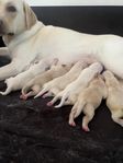 labradorvalpar födda 12/8