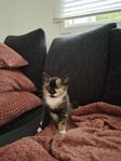 kattungar säljes