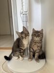 Två gosiga kattungar söker sina för-alltid-hem!