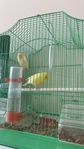 M och F canary bird's 