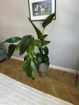 STRELITZIA (Papegojblomma)