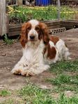 Welsh Springer Spaniel tik omplaceras 