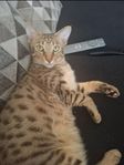 Exotisk Savannah SBT – 2 år