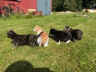 kattunge