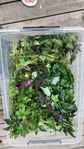 Plast terrarieväxter