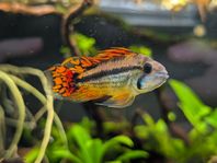 Apistogramma cacatuoides lekpar