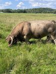 Highland cattle 