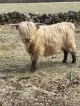 Highland cattle 