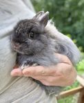 Hermelin fuchs hane