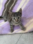 kattungar