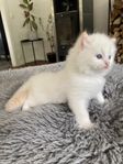 Ragdoll kattungar