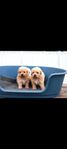 maltipoo valpar