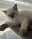 Ragdoll/Birma kattunge
