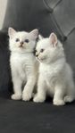 ragdoll kattungar