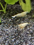 Caridina räkor, Snow white bee!