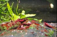 Neocaridina räkor, Bloody mary